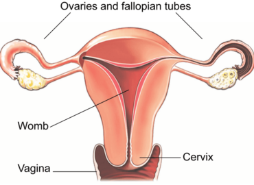 uterus removal surgery in Indore